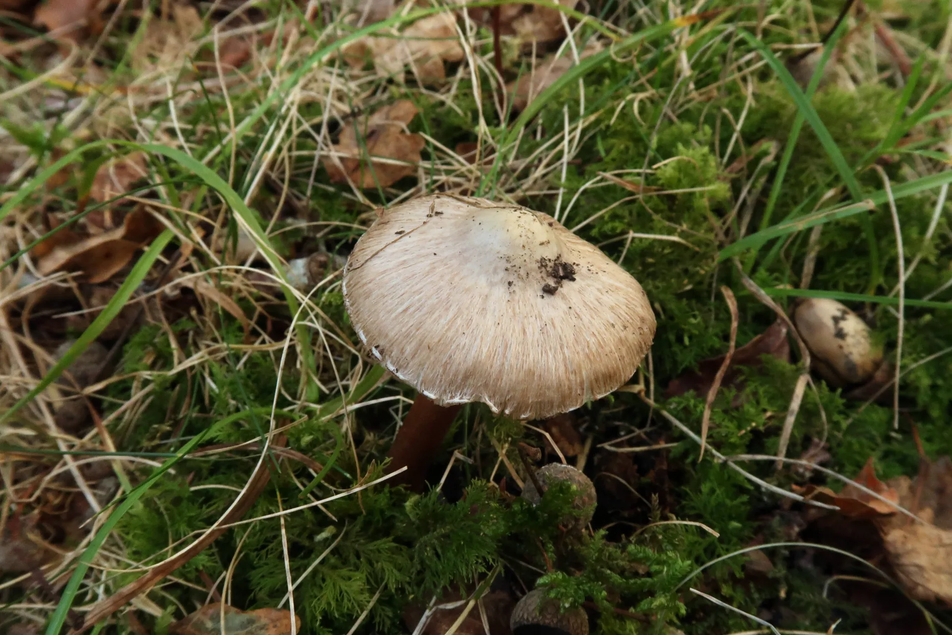 Inocybe asterospora - 1 - IMG_7829